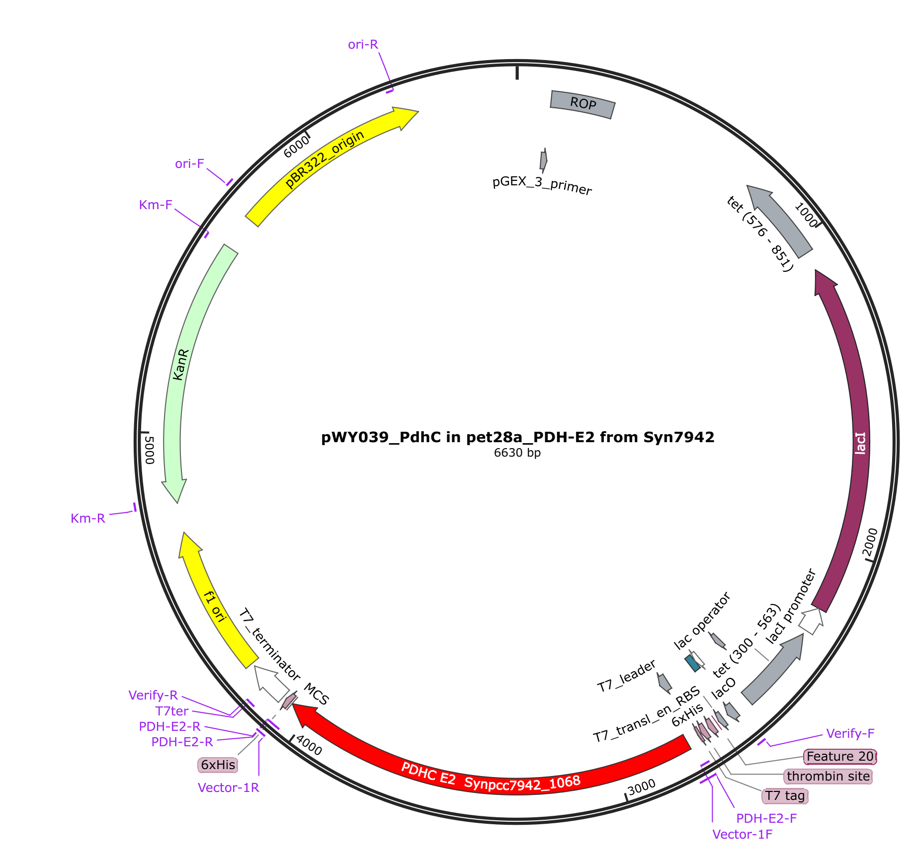 pWY039 pET28a_SePDH-E2载体图谱.png